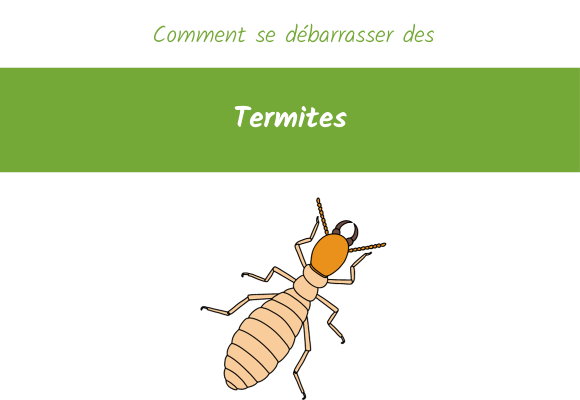 Comment Se Débarrasser Des Termites Dans Le Jardin