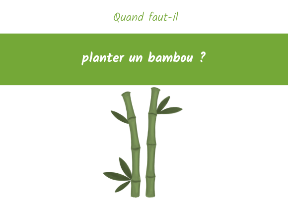 Quand faut-il planter un bambou ? : Priode, sol, varit, entretien -  Royaume des Jardins