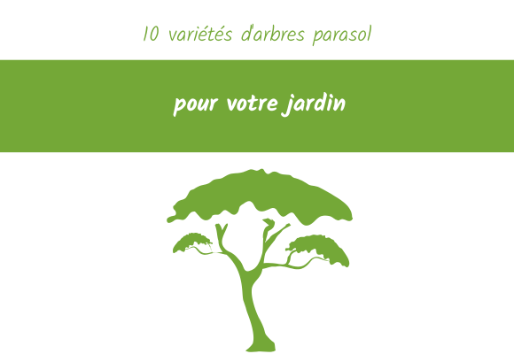 10 variétés d'arbres parasol pour votre jardin