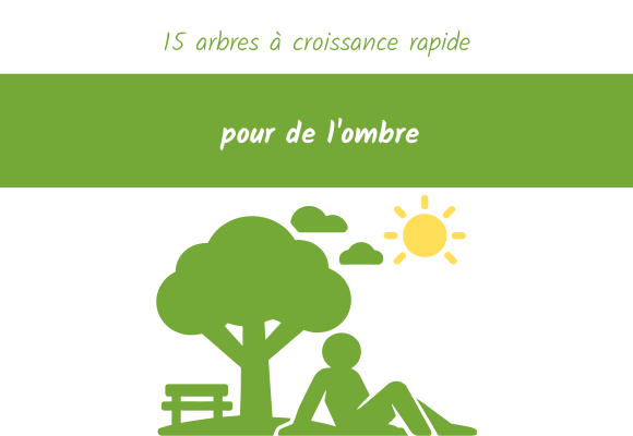 15 arbres croissance rapide pour ombre