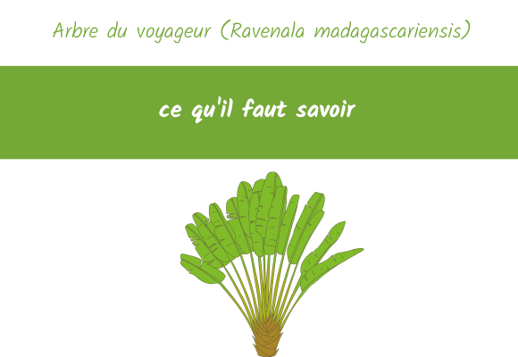 Arbre du voyageur Ravenala madagascariensis