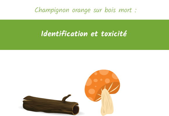 Champignon orange sur bois mort Identification et toxicité