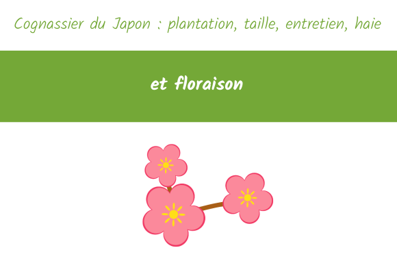 Cognassier du Japon plantation taille entretien haie 