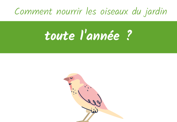 comment nourrir les oiseaux du jardin toute l'année
