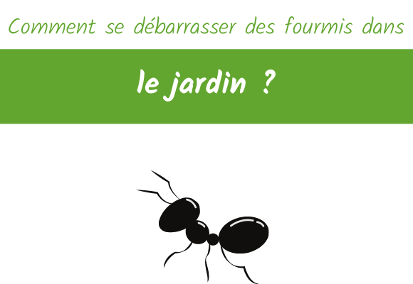 comment se débarrasser des fourmis dans le jardin