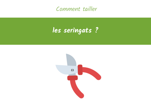 Comment-tailler-les-seringats