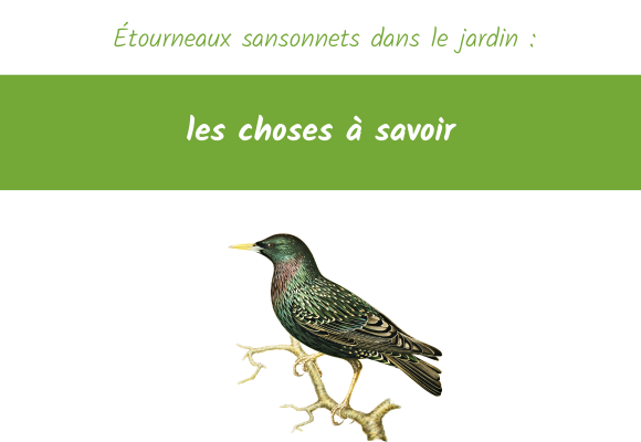 Étourneaux sansonnets au jardin les choses à savoirs