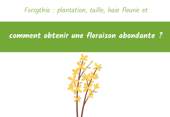 Forsythia plantation, taille, haie fleurie et comment obtenir une floraison