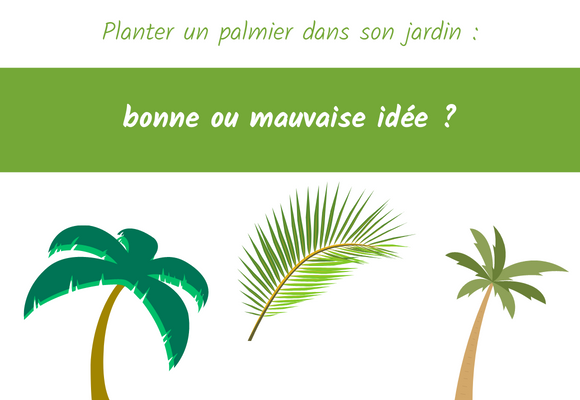 Planter un palmier dans son jardin