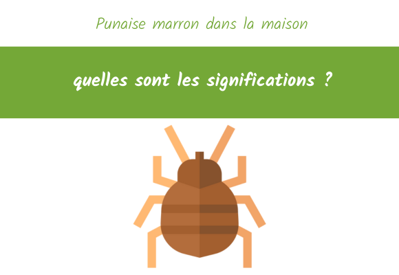 punaise marrons maison significations