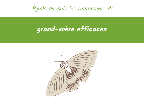 Pyrale du buis les traitements de grand mere efficaces