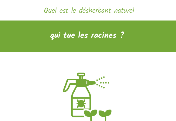 Quel désherbant naturel tue racine
