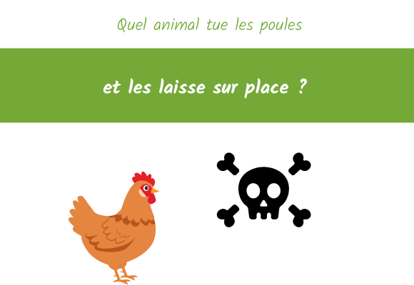 Quel animal tue les poules et les laisse sur place