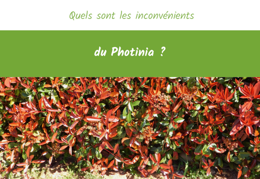 Quels sont les inconvénients du Photinia ?