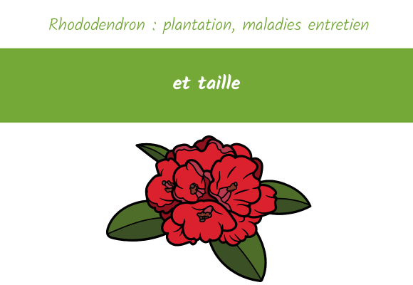 Rhododendron : plantation, maladies entretien et taille