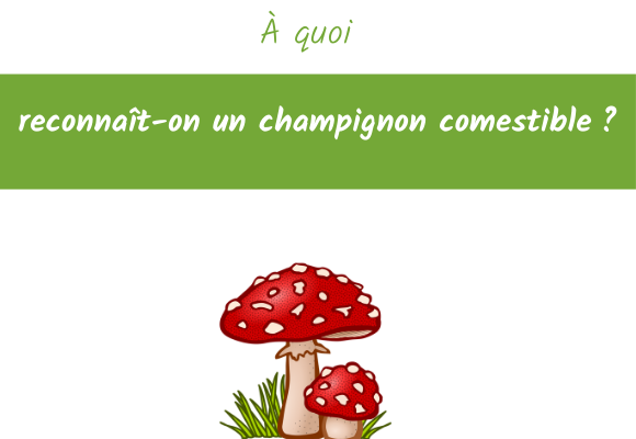 reconnaitre un champignon comestible