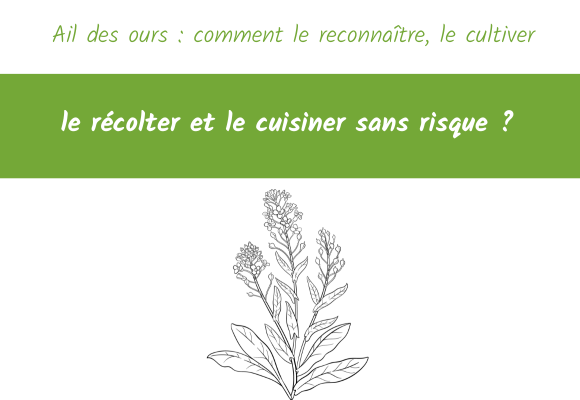Ail des ours reconnaître cultiver le récolter et le cuisiner sans risque