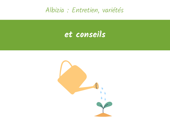 albizia entretien