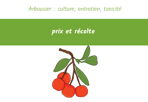 arbousier culture entretien toxicite prix recolte