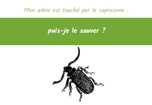 Mon arbre est touché par le capricorne