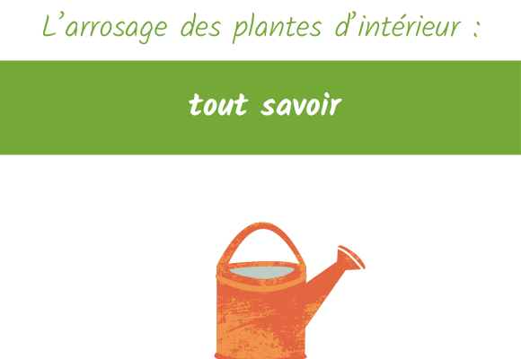 arrosage des plantes intérieur