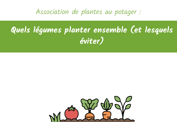Association de plantes au potager : quels légumes planter ensemble (et lesquels éviter)