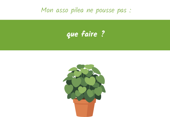 Asso pilea ne pousse pas que faire