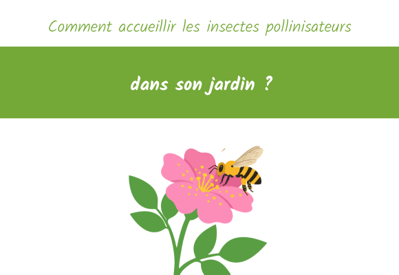 Comment accueillir les insectes pollinisateurs dans son jardin ?