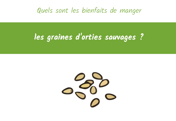bienfaits de manger les graines d'orties sauvages