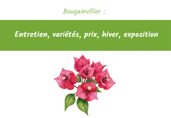 Bougainvillier : Entretien, variétés, prix, hiver, exposition