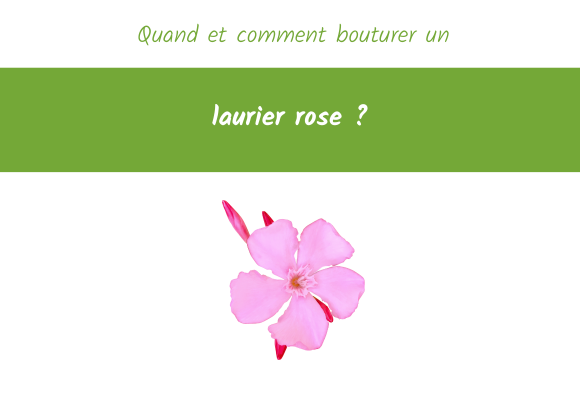 bouturer-laurier-rose-quand-comment