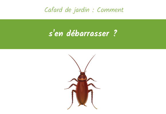 cafard de jardin s'en débarrasser