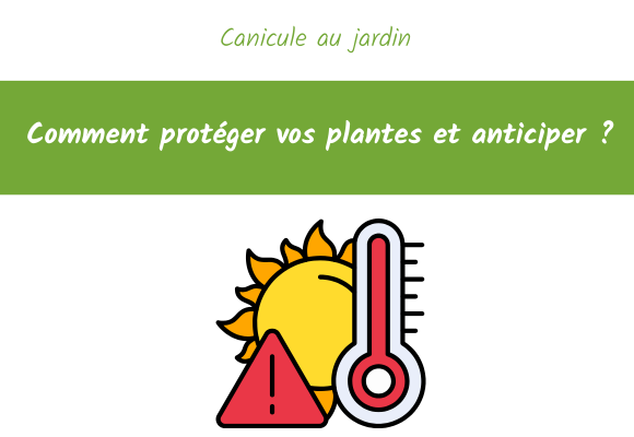 canicule comment protéger vos plantes et anticiper