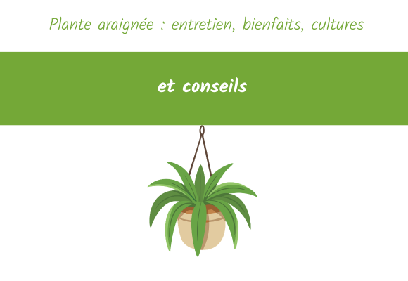 chlorophytum plante araignee entretien