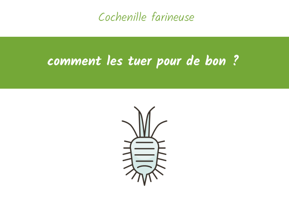 cochenille farineuse comment les tuer