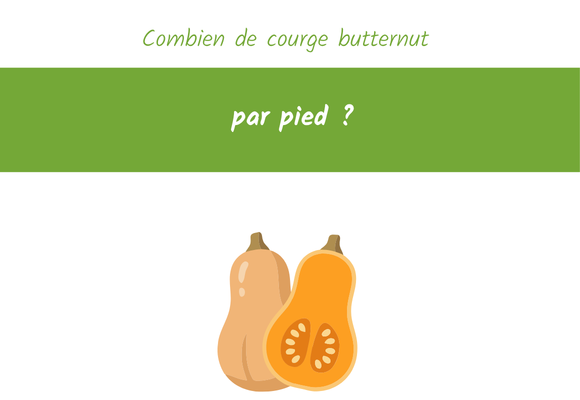 Combien de courge butternut par pied