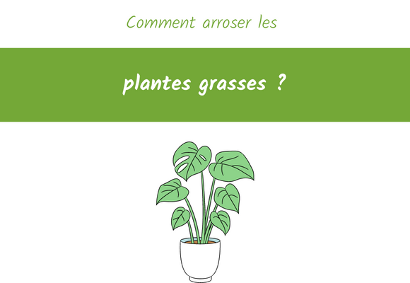 comment arroser les plantes grasses ?