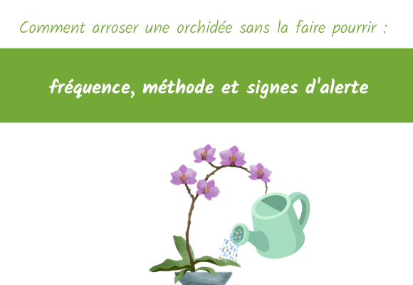 Comment arroser une orchidée sans la faire pourrir