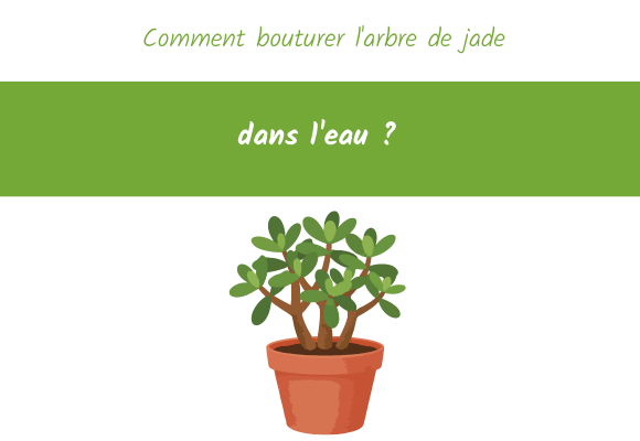 comment bouturer arbre de jade eau