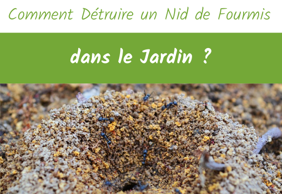 comment détruire un nid de fourmis dans le jardin ?