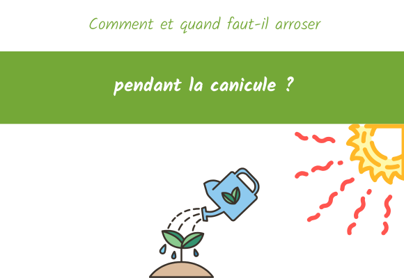Comment et quand faut-il arroser pendant la canicule