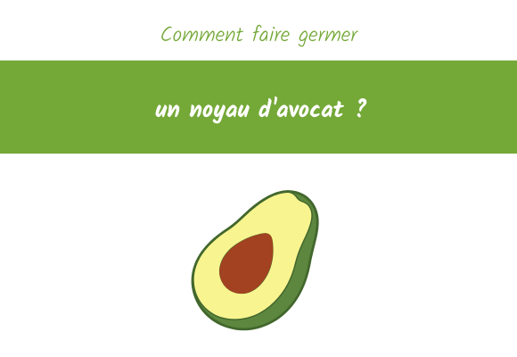Comment faire germer un noyau d'avocat ?
