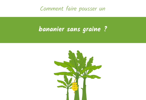 comment-faire-pousser-un-bananier-sans-graine