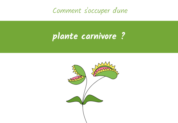 comment s'occuper d'une plante carnivore