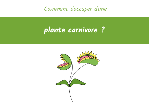 Sitemapcdatahttpsalymixel Thicoipeinfocomment S Occuper D Une Plante Carnivore