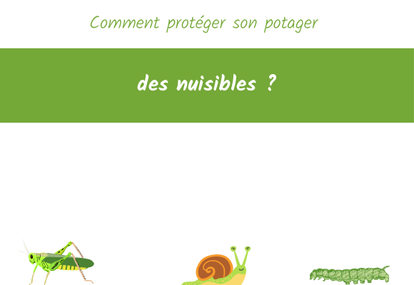 comment protéger son potager des nuisibles