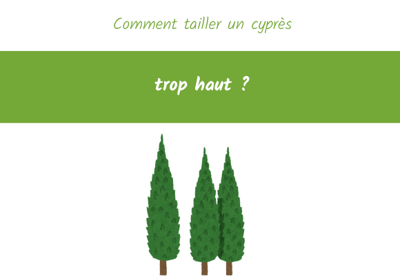 Comment tailler un cyprès trop haut