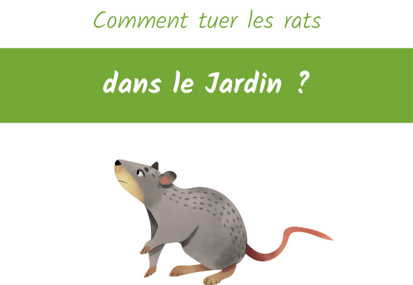 comment tuer les rats dans le jardin ?