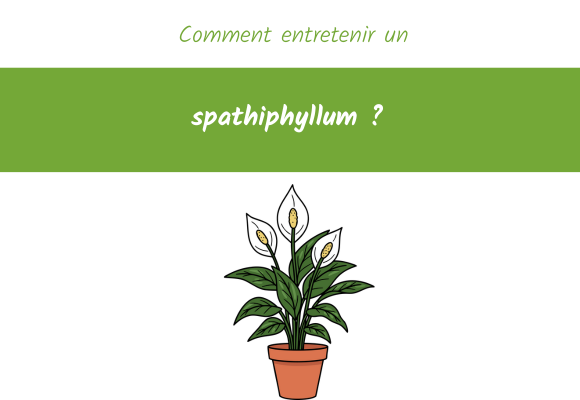 Comment entretenir un spathiphyllum