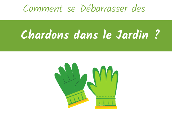 comment se débarrasser des chardons dans le jardin ?
